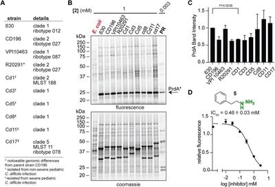 Characterizing metabolic drivers of Clostridioides difficile infection with activity-based hydrazine probes